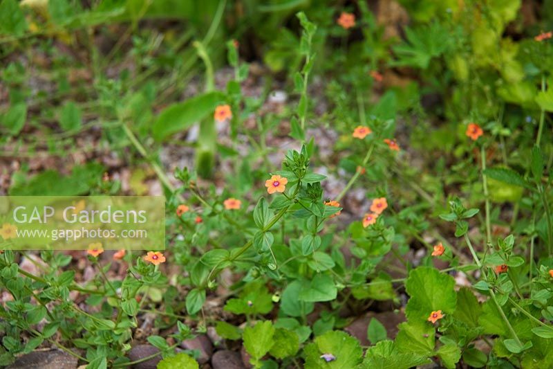 Mauvaises herbes communes du jardin - Pimpernel écarlate - Anagallis arvensis