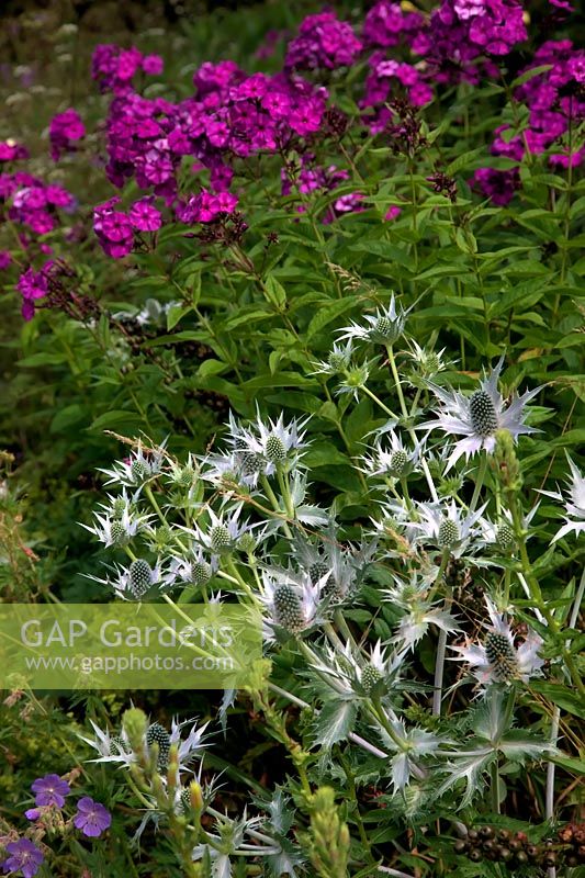 Eryngium giganteum 'Silver Ghost' avec Phlox paniculata 'Düsterlohe'