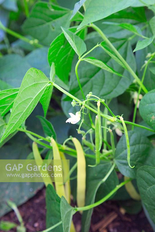 Phaseolus vulgaris 'Sonesta' Haricots Nains Français