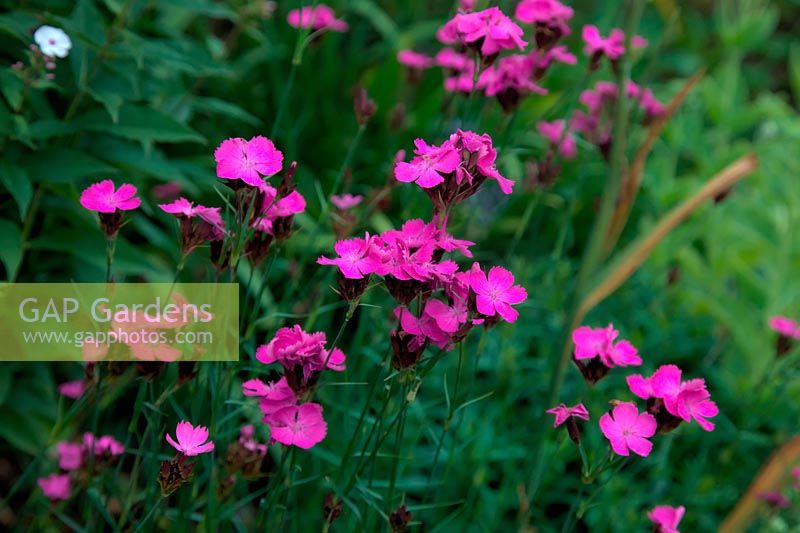 Dianthus carthusianorum - rose chartreux