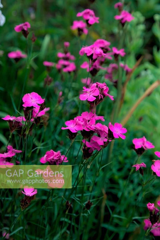 Dianthus carthusianorum - rose chartreux