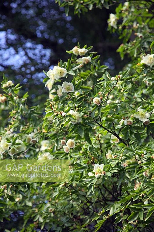 Eucryphia glutinosa