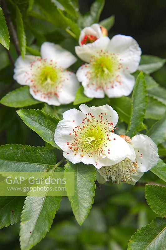 Eucryphia glutinosa