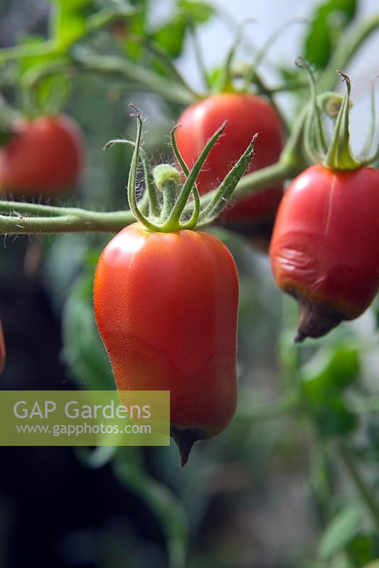 La pourriture apicale des fleurs de la tomate - Solanum lycopersicum - est un problème physiologique causé par des conditions de croissance défavorables plutôt que par un ravageur ou une maladie. Montré ici dans 'Andine Cornue'