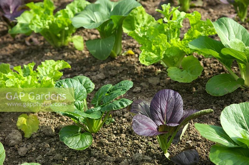 Plantes alignées de Brassica rapa - Groupe Chinensis - Pak Choi 'Color and Crunch'
