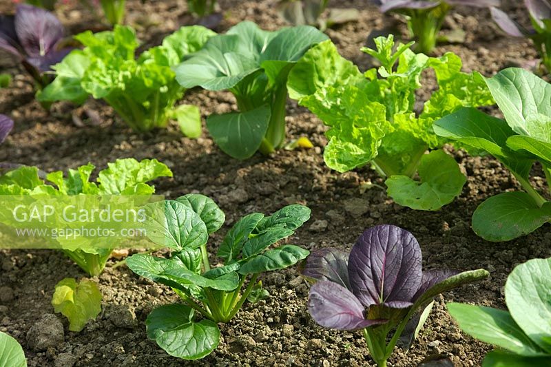 Plantes alignées de Brassica rapa - Groupe Chinensis - Pak Choi 'Color and Crunch'