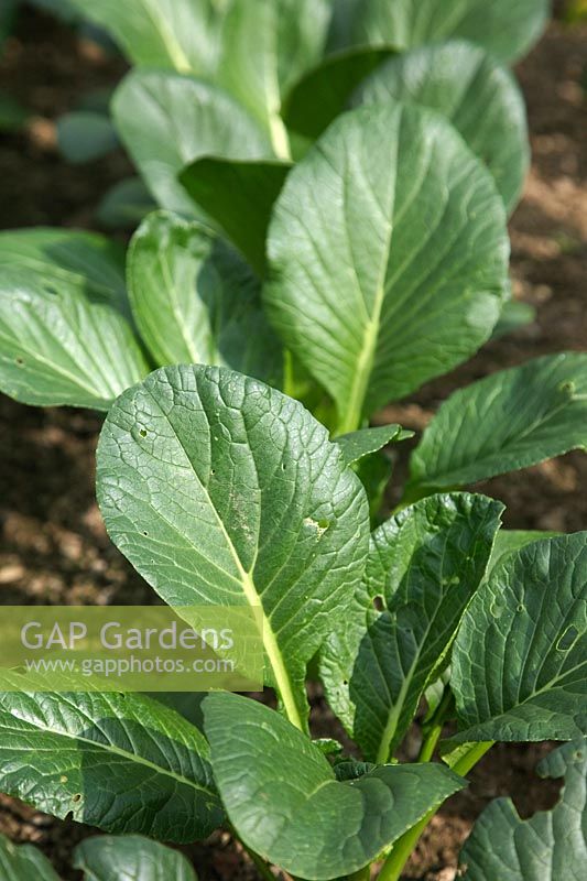 Plantes alignées de Brassica rapa - Groupe Chinensis - Komatsuna Te Soto - Épinards japonais