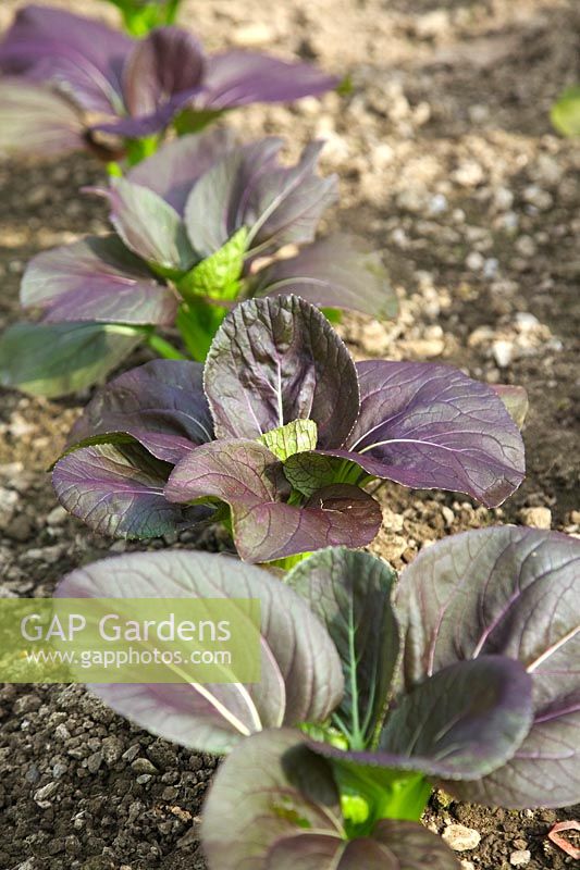 Plantes alignées de Brassica rapa - Groupe Chinensis - Pak Choi 'Rouge'