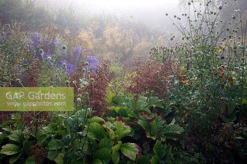 Matin de septembre brumeux dans le jardin humide à Holbrook avec Dipsacus inermis et Rodgersia