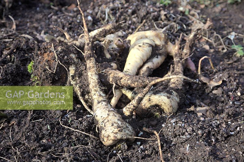 Panais de levage - plantes à racines fourchues - Pastinaca sativa