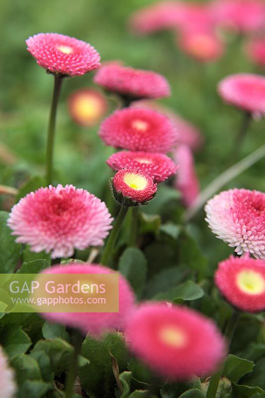 Bellis perennis 'Rose' - Série Medicis -