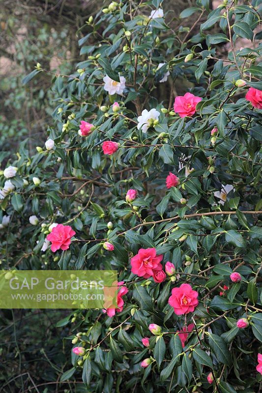 Camellia japonica 'Lady Vansittart' montrant la variation de couleur