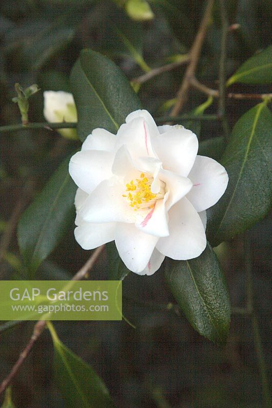 Camellia japonica 'Lady Vansittart' montrant la variation de couleur