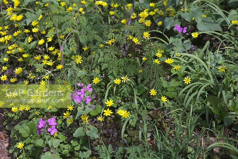 Parterre de fleurs printanier - Ranunculus ficaria 'Brazen Hussy' avec honnêteté - Lunaria et naissant Persil de vache - Anthriscus sylvestris