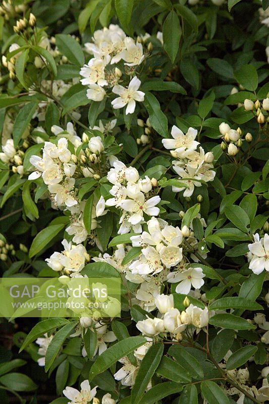 les fleurs parfumées à la crème unique de Rosa banksiae var. normalis - Ra -
