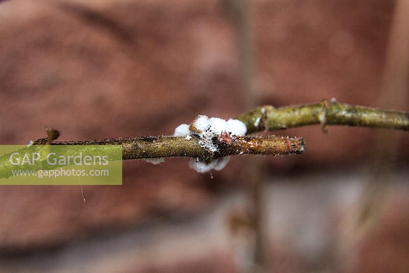 Cochenille farineuse - Planococcus citri avec des dépôts blancs moelleux caractéristiques sur le cultivar Pelargonium dans une véranda