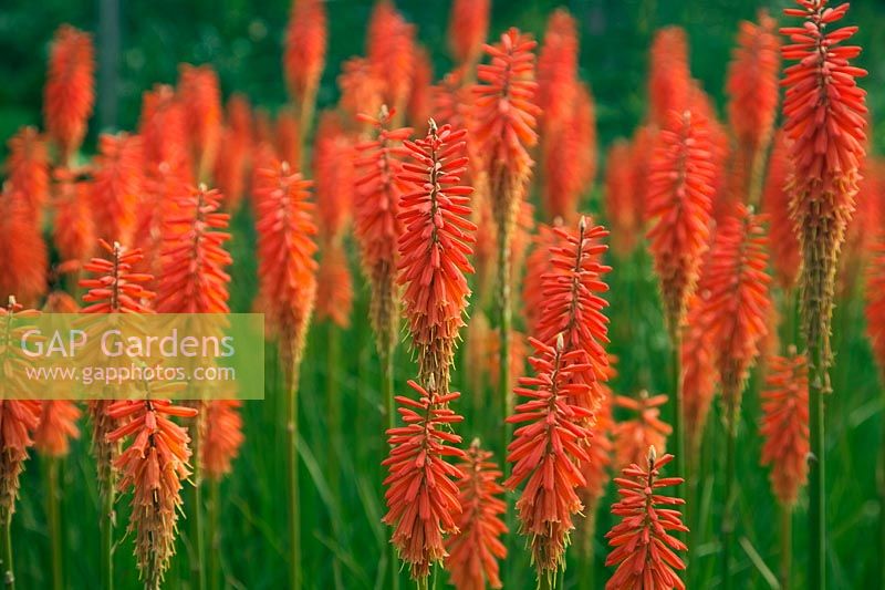 Kniphofia 'Semis rouge de Wol'