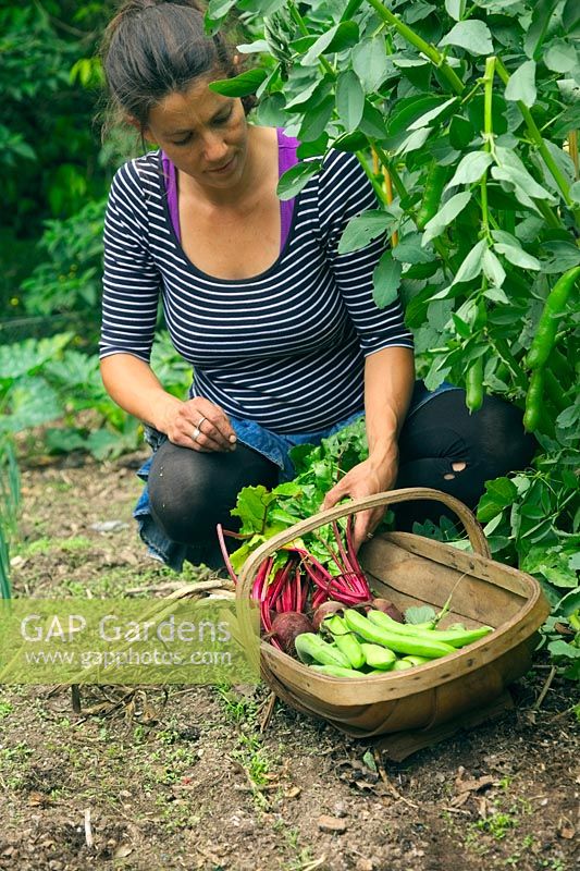 Femme jardinière cueillant des fèves - Vicia faba 'Witkiem Manita' Betterave Beta vulgaris 'Boltardy' et le premier ail récolté - Allium sativum 'Albigensian Wight'