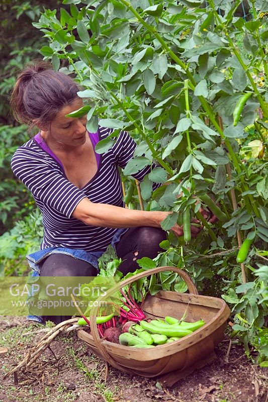 Femme jardinière cueillant des fèves - Vicia faba 'Witkiem Manita' Betterave Beta vulgaris 'Boltardy' et le premier ail récolté - Allium sativum 'Albigensian Wight'