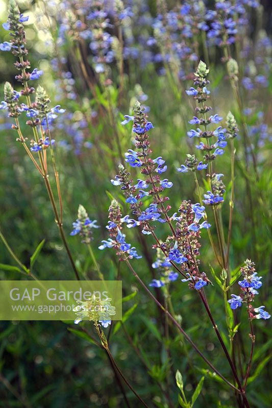 Salvia uliginosa