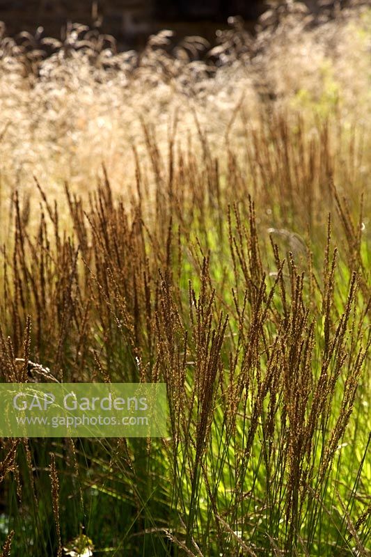 Deschampsia 'Goldtau' et Molinia 'Moorhexe' plantations d'Oudolf dans le jardin du cloître à Durslade, Bruton, Somerset