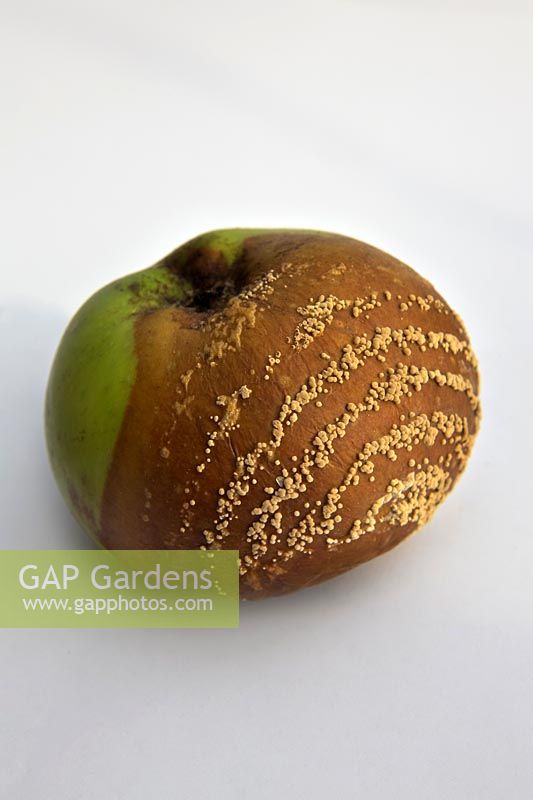 Malus domestique - pomme pourrie avec des anneaux concentriques de fructifications fongiques
