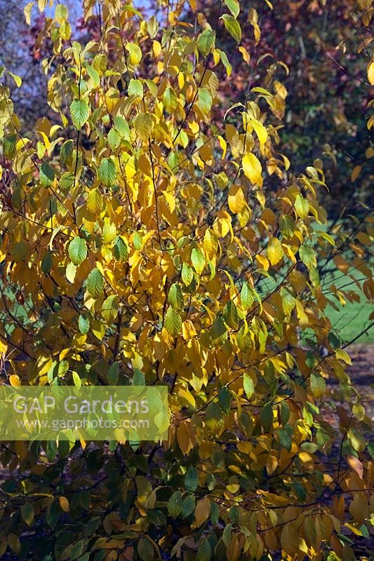 Betula lenta couleur d'automne