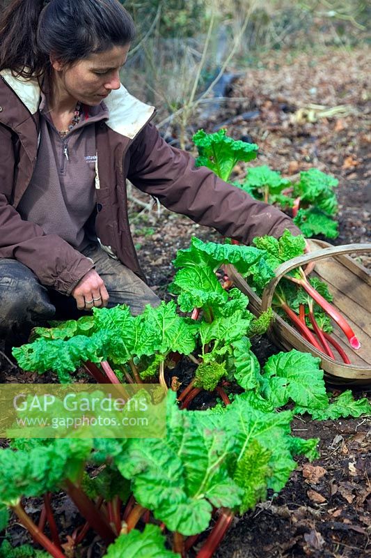 Une jardinière fait la première traction de Rhubarbe - Rheum x hybridum 'Timperley Early'