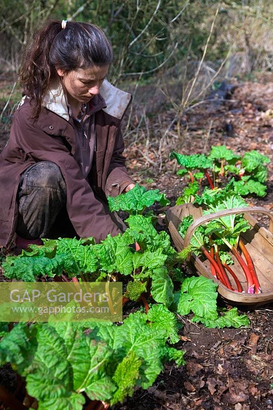 Une jardinière fait la première traction de Rhubarbe - Rheum x hybridum 'Timperley Early'