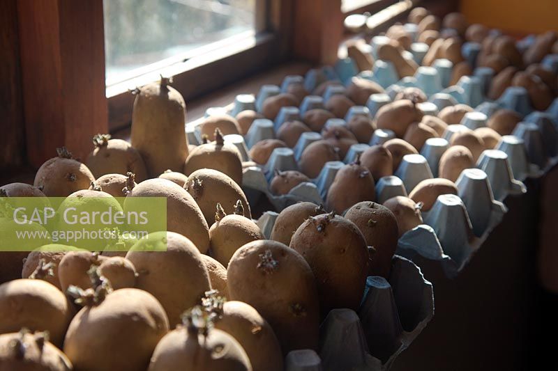 Piquer des pommes de terre de semence sur un rebord de fenêtre à la fin de l'hiver - caméra la plus proche Solanum tuberosum 'Charlotte' puis 'Red Duke of York' et 'Pink Fir Apple'