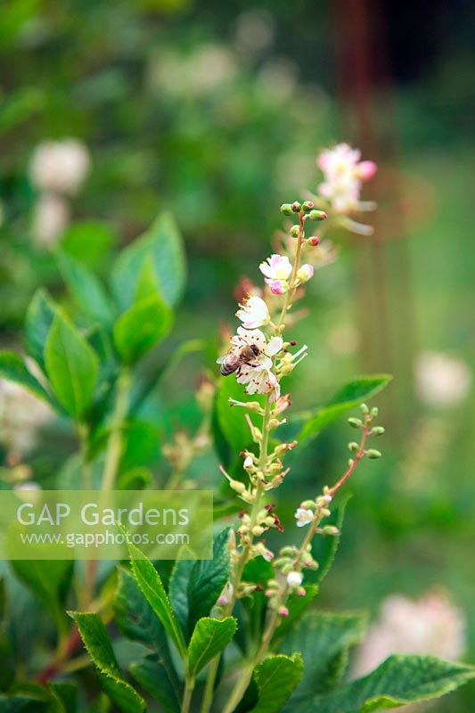 Clethra alnifolia avec abeille Apis mellifera à Little Ash Bungalow, à Fenny Bridges près de Honiton