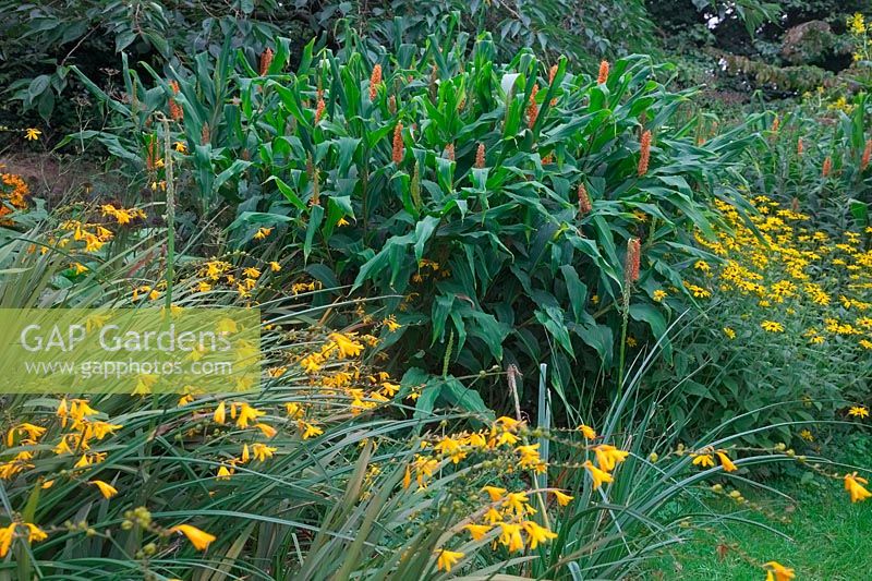 Hedychium densiflorum 'Assam Orange' avec Rudbeckia deamii et Crocosmia Gerbe d ' Or