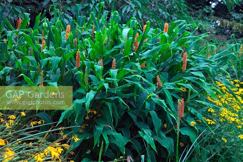 Hedychium densiflorum 'Assam Orange' avec Rudbeckia deamii et Crocosmia Gerbe d ' Or