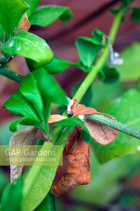 Planococcus - Symptômes de cochenille sur une plante du Conservatoire Plumbago auriculata 'Crystal Waters'