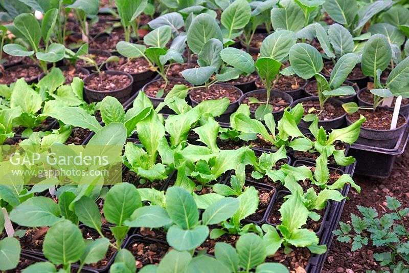 Laitue - Latuca et Brassicas - Chou en petits pots en attente de plantation en automne en polytunnel pour la récolte au début du printemps