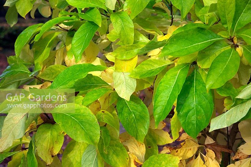 Chionanthus virginicus couleur d'automne