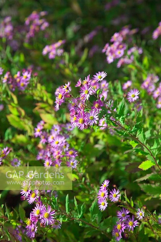 Aster trinervius 'Scaberulus' syn Aster trinervius syn Aster scaberulus à la fin de l'automne