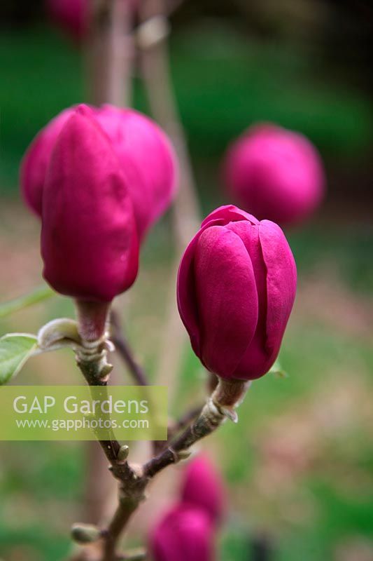 Magnolia BLACK TULIP 'Jurmag1' - PBR -