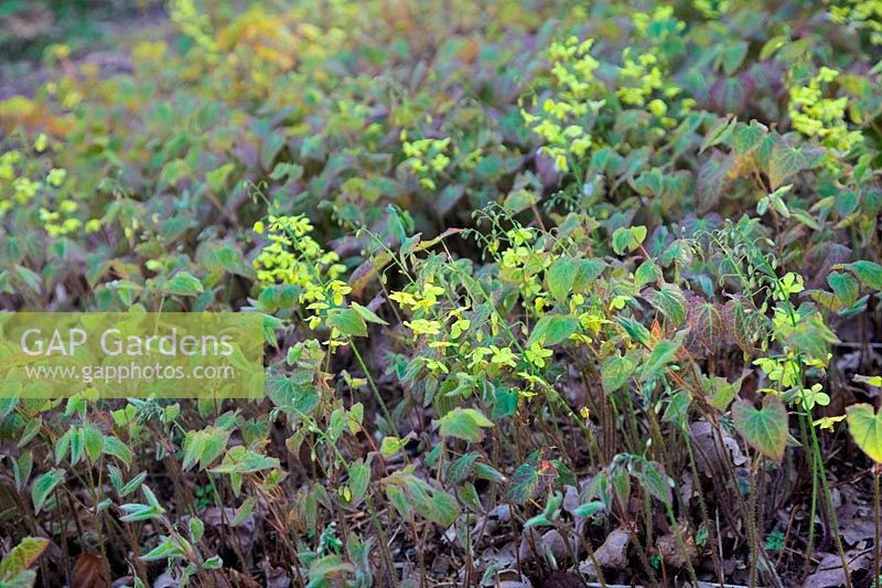 Epimedium x perralchicum 'Fröhnleiten' - vieux feuillage enlevé à la fin de l'hiver et nouvelle croissance et fleurs poussent au printemps
