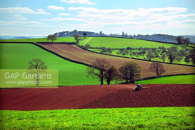 Culture de printemps - roulant - dans les champs vert livide au début du printemps de l'Est du Devon près de Killerton, Exeter avec un vieux verger à moyenne distance