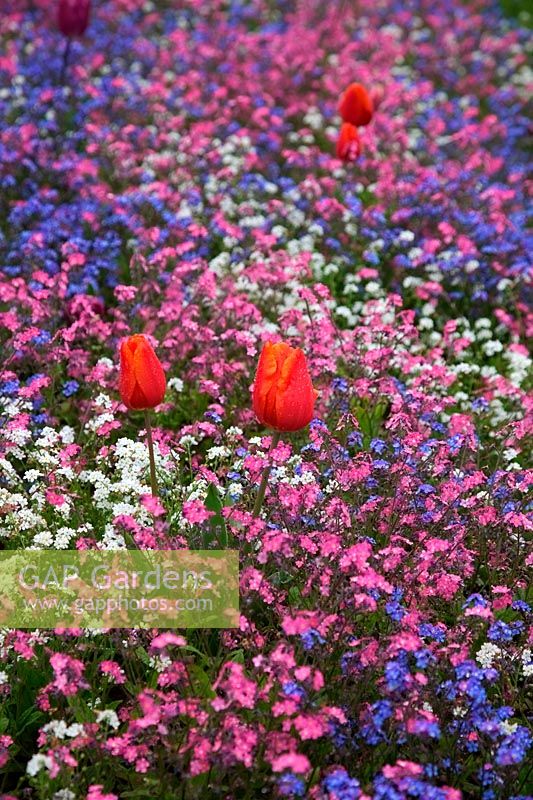 Myosotis - N'oubliez pas les annuelles de printemps en rose, bleu et blanc - par accident ou digne - quelques tulipes voyous ajoutent beaucoup d'intérêt supplémentaire à une plantation autrement en 2 dimensions