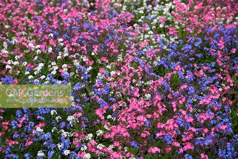 Myosotis - Ne m'oubliez pas les annuelles de printemps en rose, bleu et blanc