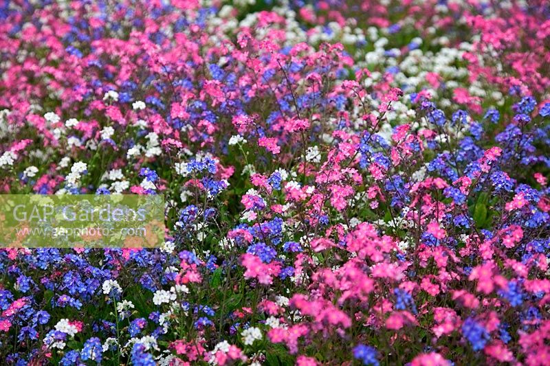 Myosotis - Ne m'oubliez pas les annuelles de printemps en rose, bleu et blanc