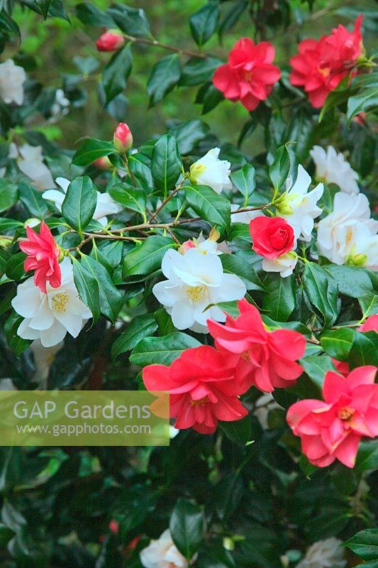 Camellia japonica 'Lady Vansittart' - une plante simple jette des branches avec deux couleurs