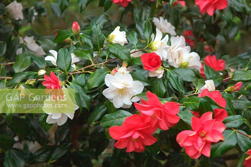 Camellia japonica 'Lady Vansittart' - une plante simple jette des branches avec deux couleurs