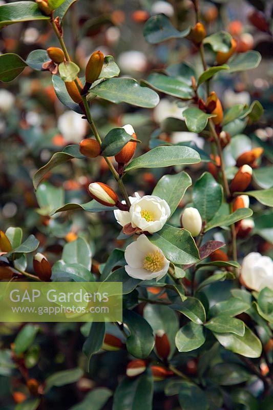 Magnolia laevifolia 'Le favori de Gail'