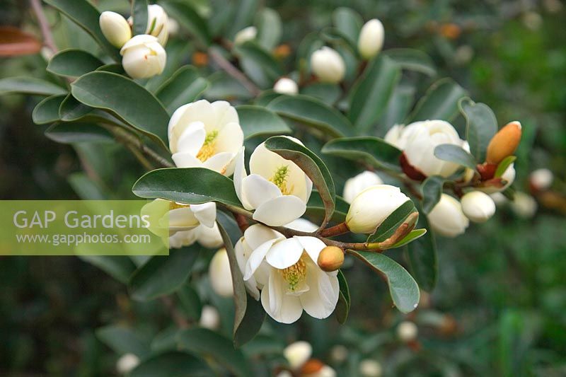 Michelia yunnanensis syn. Magnolia laevifolia à fleurs blanches parfumées