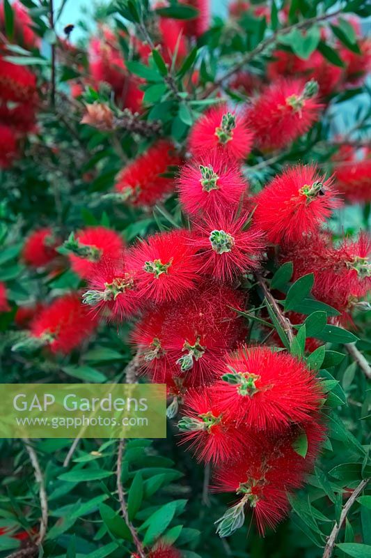 Callistemon citrinus 'Splendens'