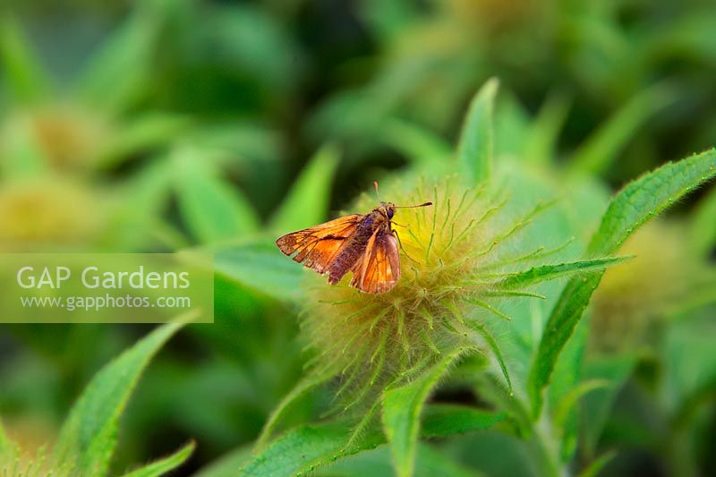 Ochlodes sylvanus Large Skipper butterfly perché sur le bourgeon d'ouverture d'Inula hookeri