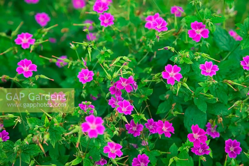 Geranium nodosum 'Blueberry Ice'